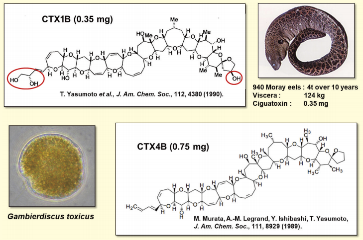 図２．ウツボから得た主成分 CTX1B とG. toxicus が生産する CTX4B