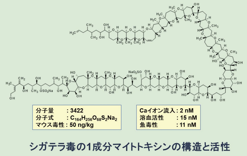 図３．マイトトキシンの化学構造