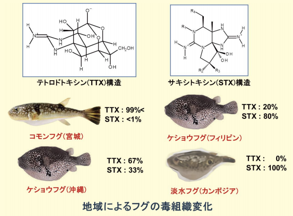 図４．フグに出現する TTX と STX の地域変化