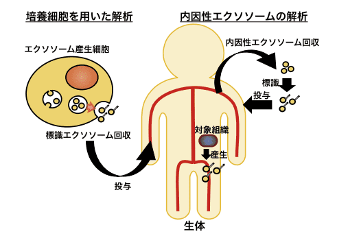 図１．エクソソームの生体内挙動解析の模式図