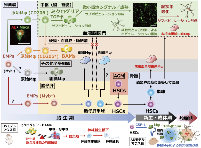 図．ミクログリアを含む組織マクロファージの発生と脳疾患との関わり