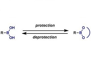 ボロン酸の保護基