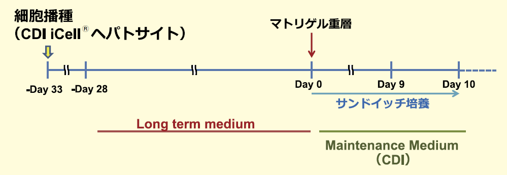 図１． iCell ヘパトサイトを用いた胆管形成の培養プロトコル