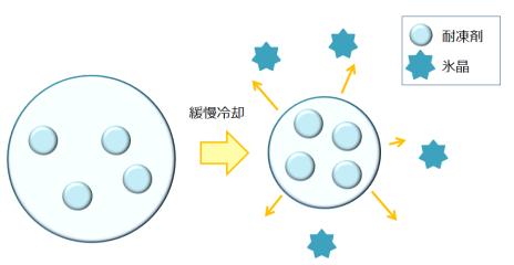 緩慢凍結法