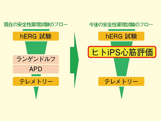 【テクニカルレポート】創薬の安全性試験におけるヒトiPS 細胞由来心筋細胞を用いた 評価の重要性