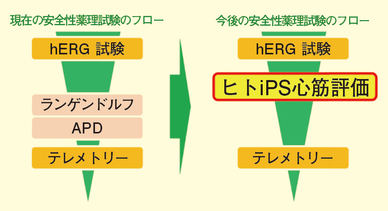 安全性薬理試験のフロー