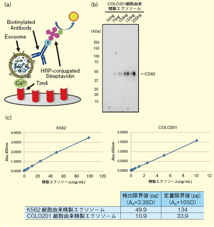 図１． ウエスタンブロットとPS アフィニティーELISA の検出感度比較