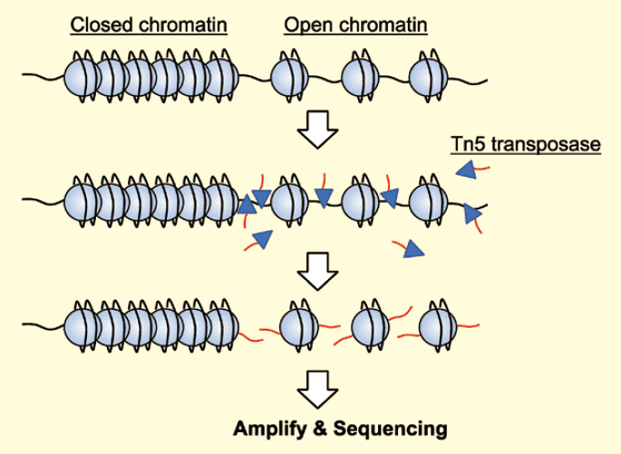 図２．ATAC-seq の原理