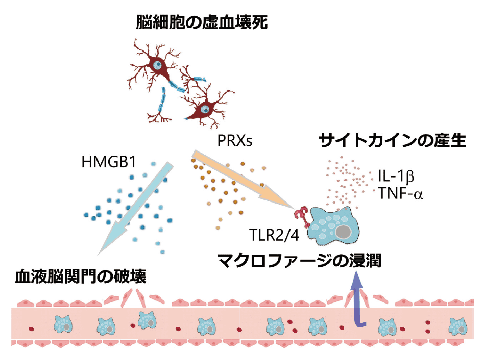 図１．脳梗塞後における炎症の惹起