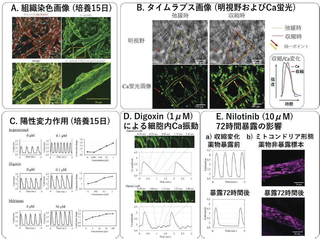 図．ゼラチンハイドロゲル繊維不織布（GHFN）上で培養したヒトiPS 細胞由来心筋細胞標本を用いた薬理評価