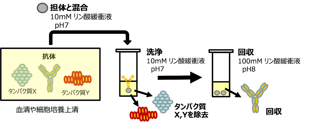 図3．バッチ方式による抗体精製の概略図