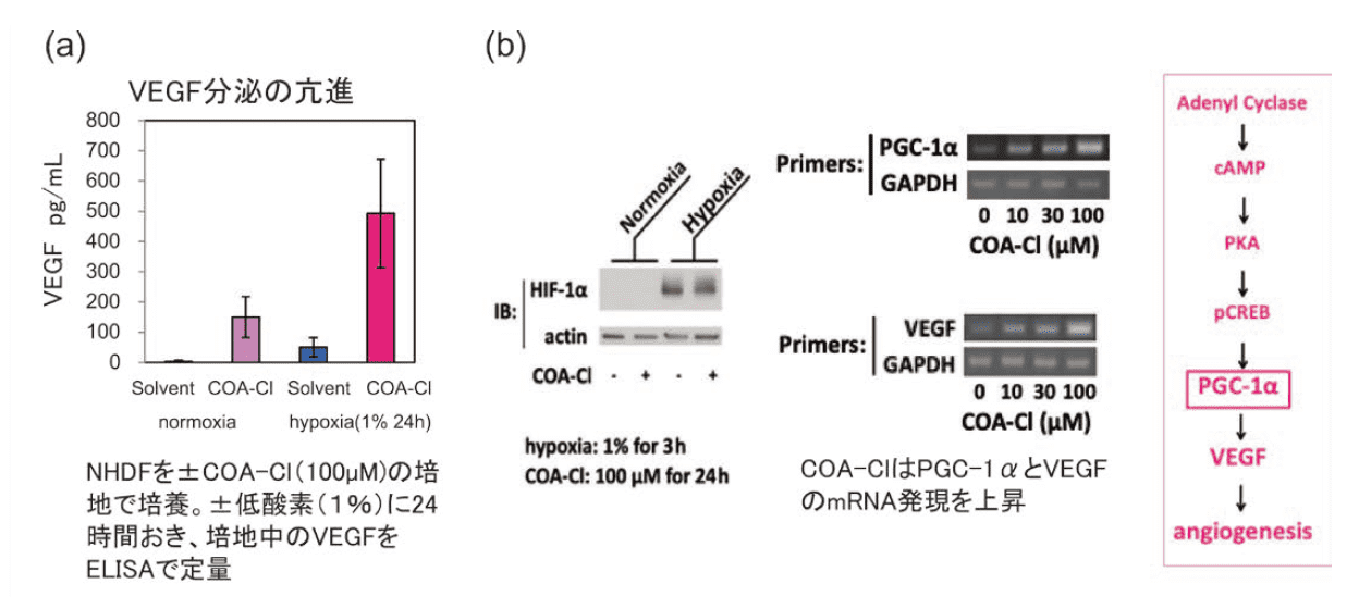 図３．COA-Cl によるVEGF の亢進