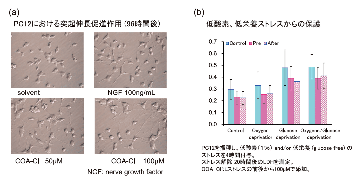 図４．COA-Cl による神経細胞保護栄養効果