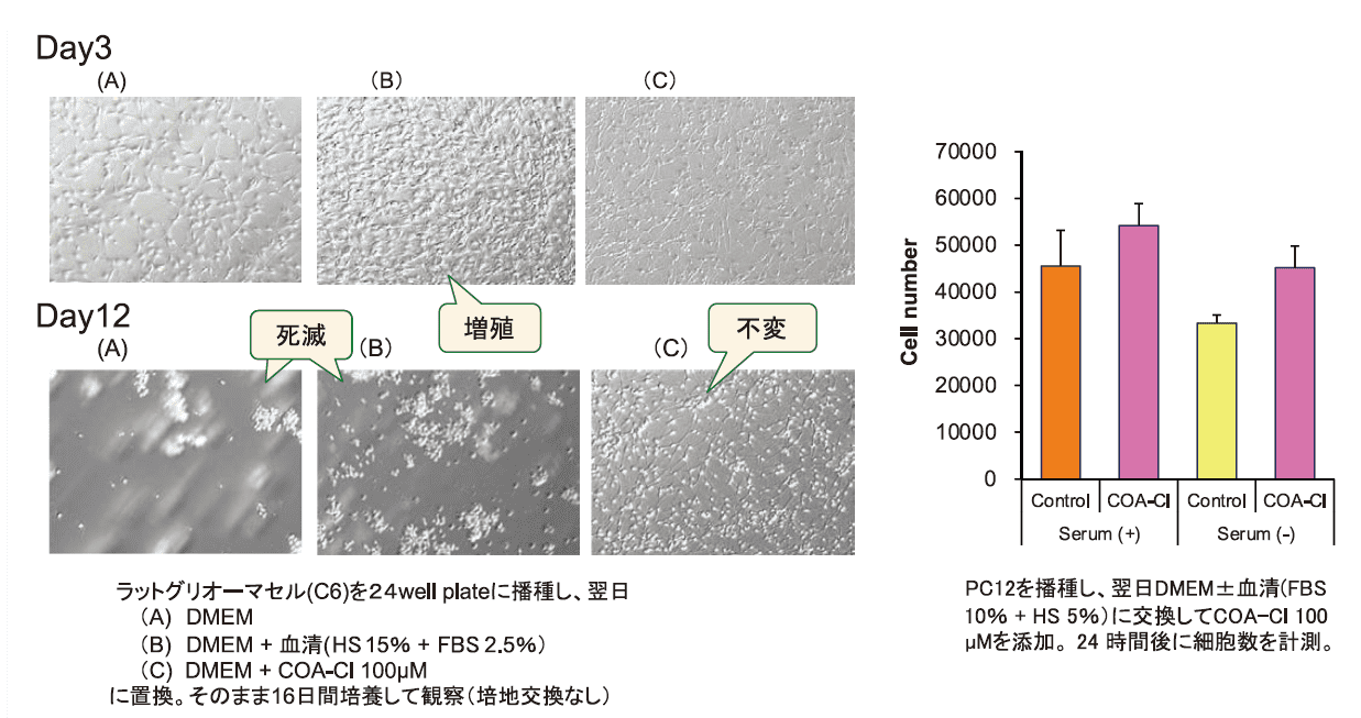 図５．無血清ストレスからの保護作用