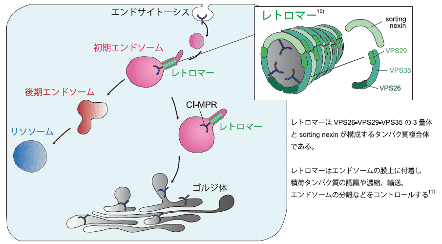 レトロマー