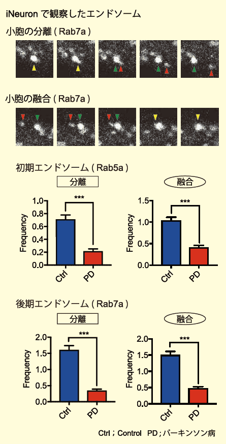 iNeuronで観察したエンドソーム