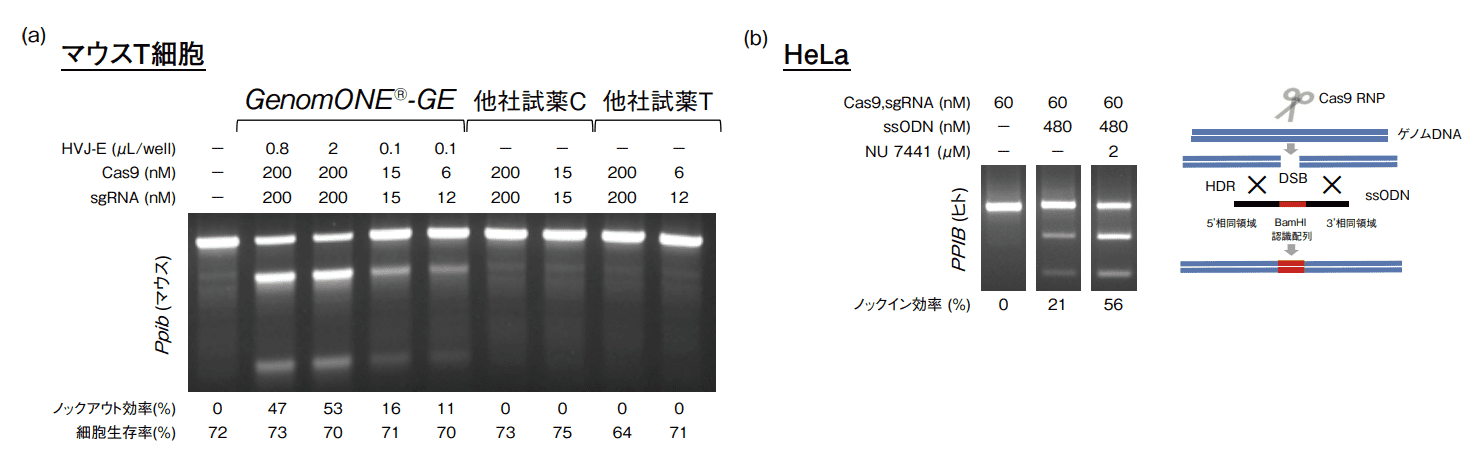 図２．GenomONE-GE を用いたゲノム編集の実験結果