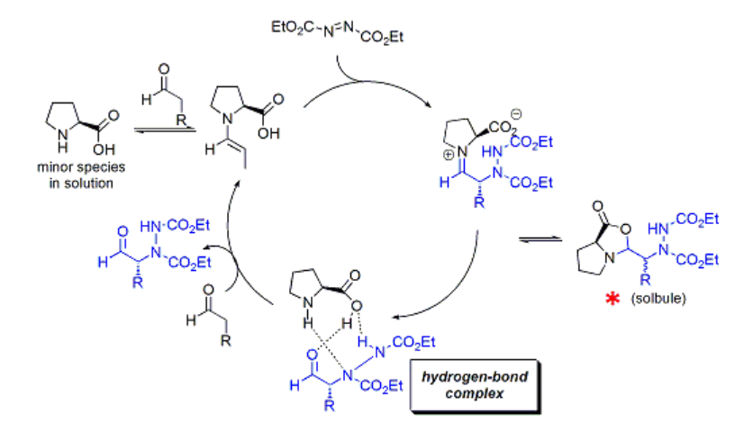 生成物とプロリンが水素結合を介した複合体を形成し、これが実際の媒体として機能する