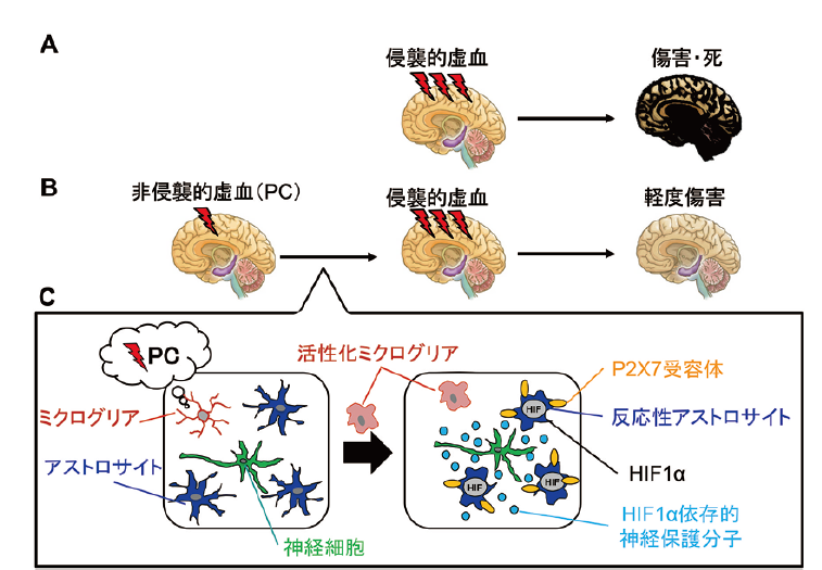 図．グリアコミュニケーションによる虚血耐性獲得メカニズム