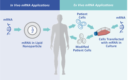 invivo/exvivo mRNA治療