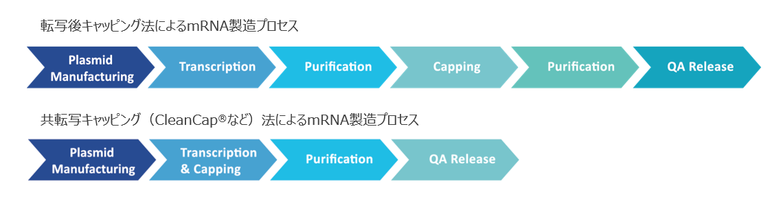 mRNAのキャッピングはCleanCap