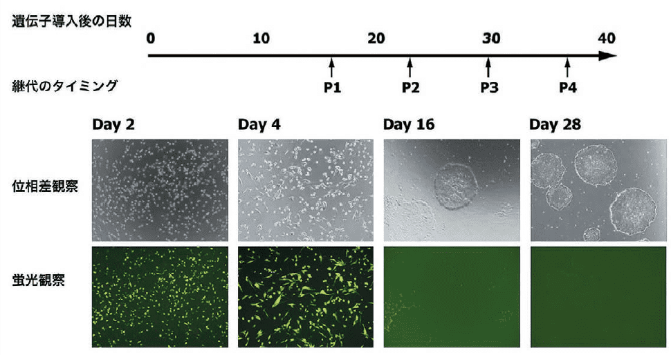 図２．SRV iPSC-2 ベクターを使った末梢血単球からのiPS細胞の樹⽴