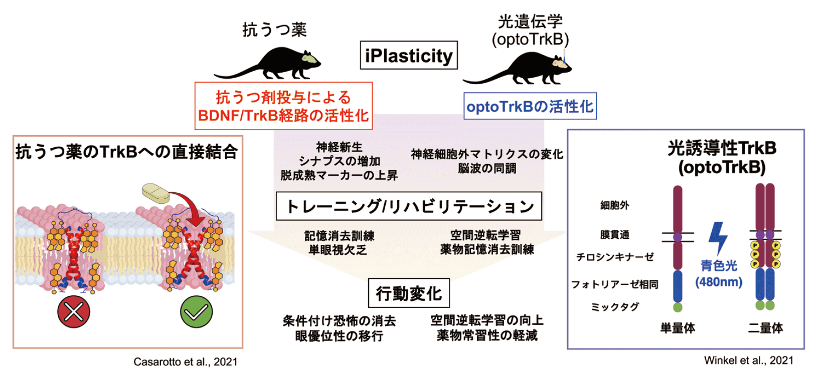 図．若年期可塑性の誘導（iPlasticity）による神経精神疾患様の症状の改善