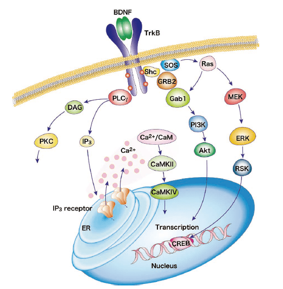 図．BDNF/TrkB シグナル経路 筆者ら文献37）より改変