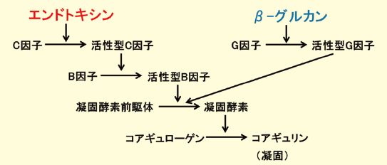 図１．エンドトキシン、β- グルカンによる凝固反応カスケード