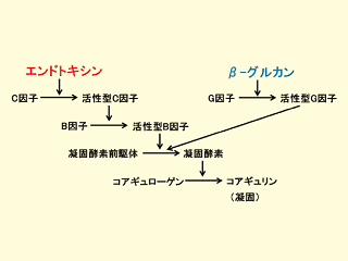 【テクニカルレポート】遺伝子組換えタンパク質を用いたエンドトキシン測定試薬