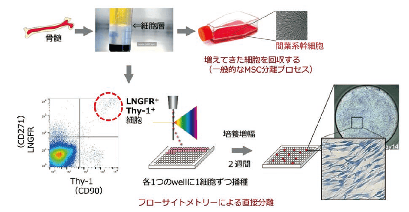 図２．一般的なMSC 培養プロセスと超高純度ヒト間葉系幹細胞（REC）の分離法