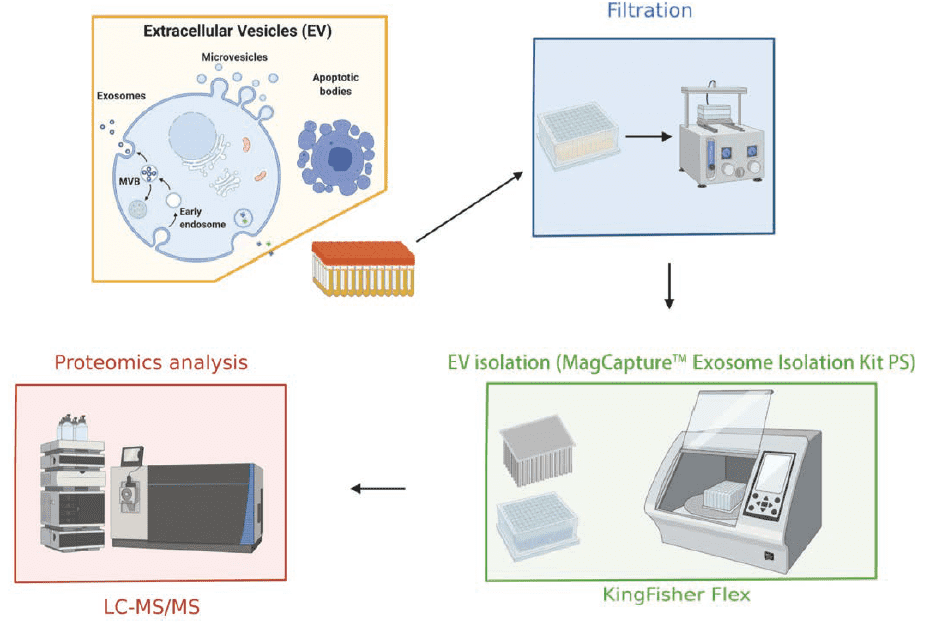 図２．MagCapture Exosome Isolation Kit PS を用いた細胞外小胞の自動精製技術開発