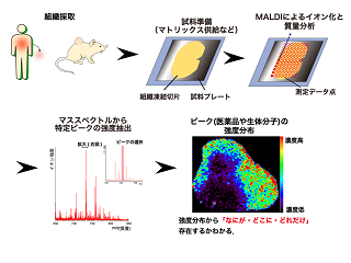 メタボローム分析と質量分析イメージングの融合