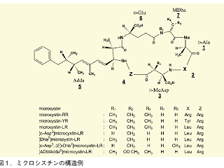 【総説】藍藻毒ミクロシスチン