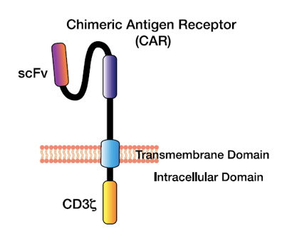 キメラ抗原受容体（CAR）T細胞デザイン