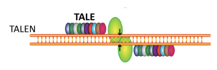 転写活性化因子様エフェクターヌクレアーゼ（TALEN）の模式図