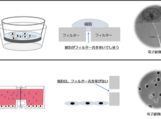 【テクニカルレポート】パラダイムシフトとしてのスフェロイド・オルガノイド共培養