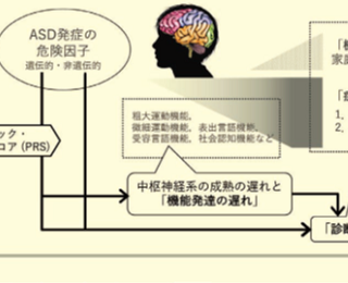 【総説】自閉スペクトラム症研究におけるポリジェニック・リスク・スコアの利用