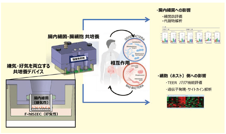 【テクニカルレポート】ヒトiPSC由来腸管上皮細胞F-hiSIEC™（エフ・ハイシーク）を用いた腸内細菌共培養