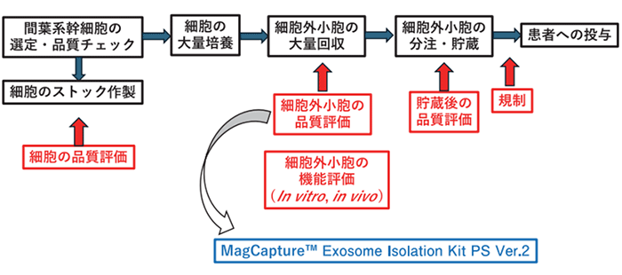 図1．間葉系幹細胞の臨床を考える上での大きな工程の流れと我々のMagCaptureTM Exosome Isolation Kit PS Ver.2の使用箇所