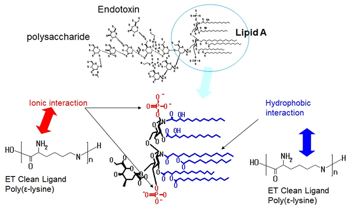 ETクリーンのエンドトキシン吸着機構