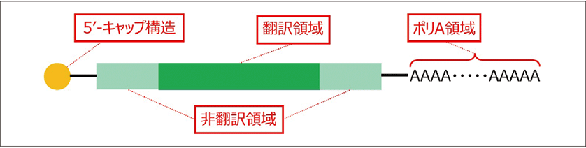 図1．mRNAの基本構造