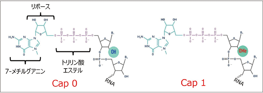 図2．5'-キャップ構造（Cap 0とCap 1）