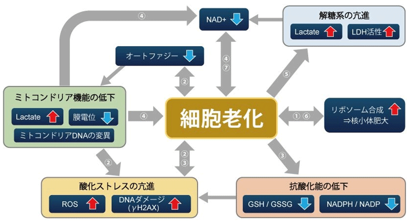 【テクニカルレポート】試薬を用いた細胞老化検出と関連指標の併用測定例