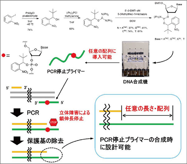 図4．PCR 停止プライマーの合成と接着末端の形成