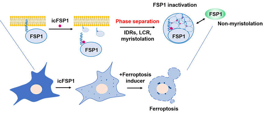 フェロトーシスとLLPS（液-液層分離）