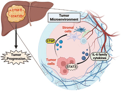 図３． CTGF とSTAT3 を介した腫瘍間質反応による肝癌増大進展機序