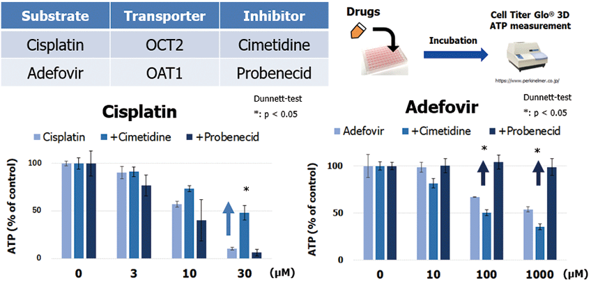 図2．ATP 測定によるトランスポーターを介した腎毒性評価