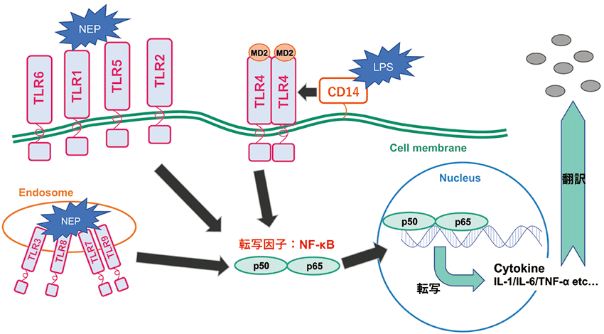 図１． 発熱性物質とTLR シグナル経路について