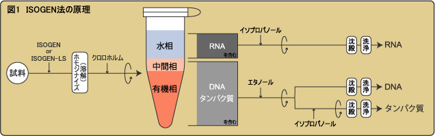 ISOGENの原理